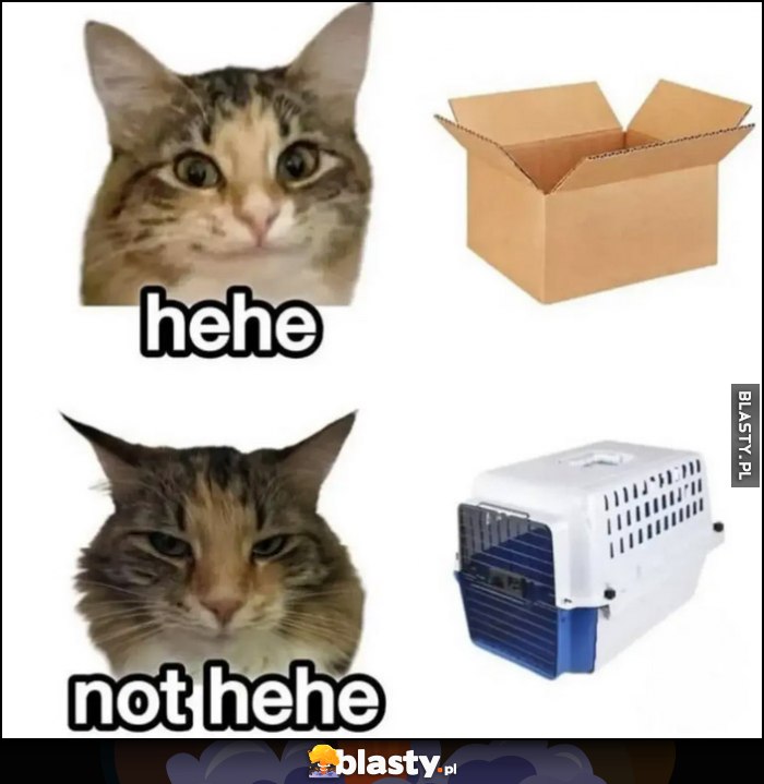 Kot pudełko hehe vs transporter not hehe