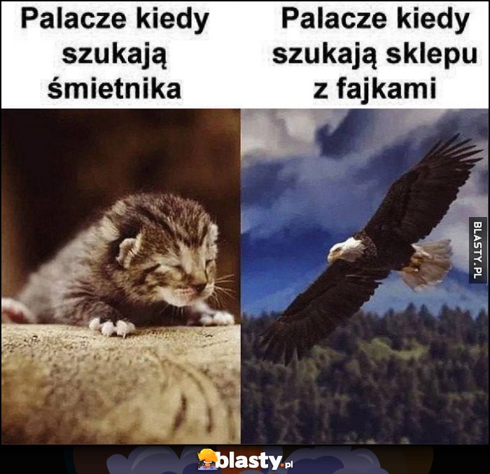 Palacze kiedy szukają śmietnika ślepy kotek vs kiedy szukają sklepu z fajkami orzeł jastrząb
