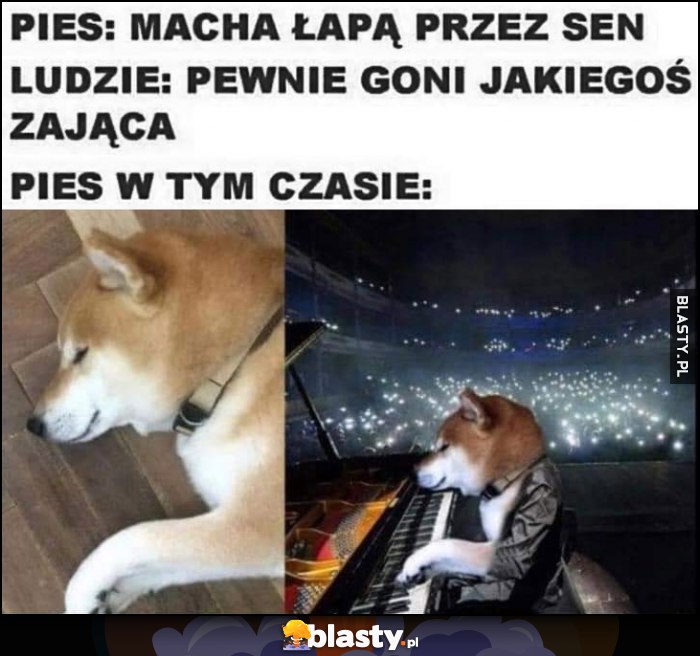Pies: macha łapką przez sen, ludzie: pewnie goni jakiegoś zająca vs pies w tym samym czasie koncert fortepianowy