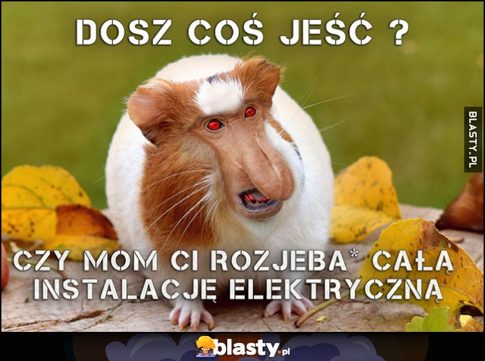 Szczur chomik nosacz dasz coś jeść czy mam ci rozjechać całą instalację elektryczną?