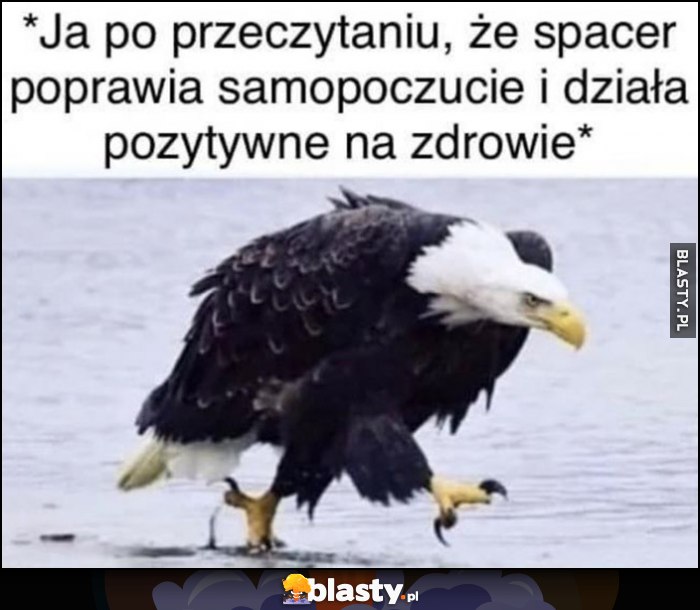 Ja po przeczytaniu, że spacer poprawia samopoczucie i działa pozytywnie na zdrowie orzeł bielik