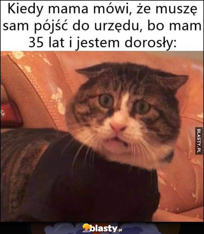 Kiedy mama mówi, że muszę sam pójść do urzędu bo mam 35 lat i jestem dorosły kot kotek