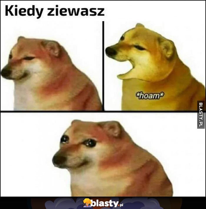 Kiedy ziewasz łzy w oczach pies pieseł doge