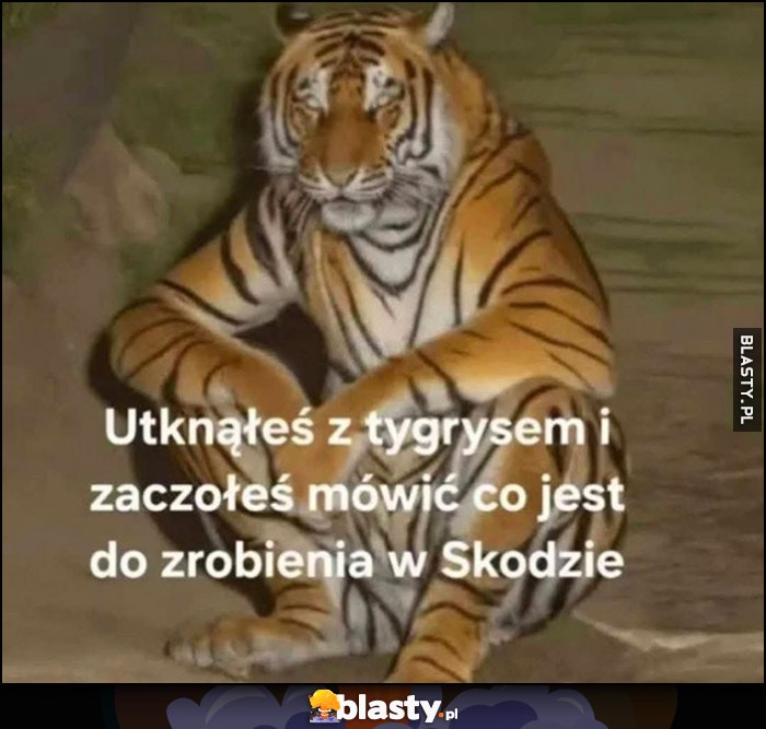 Utknąłeś z tygrysem i zacząłeś mówić co jest do zrobienia w Skodzie