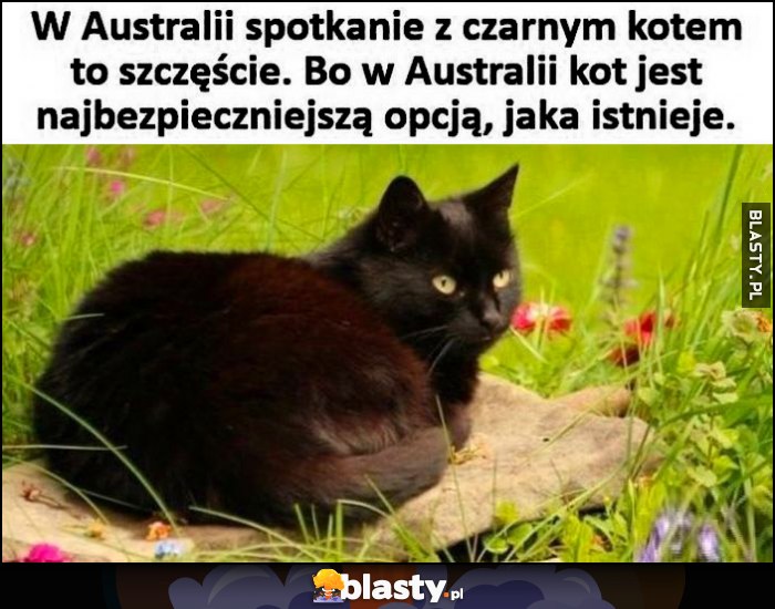 W Australii spotkanie z czarnym kotem to szczęście, bo w Austalii kot jest najbezpieczniejszą opcją, jaka istnieje