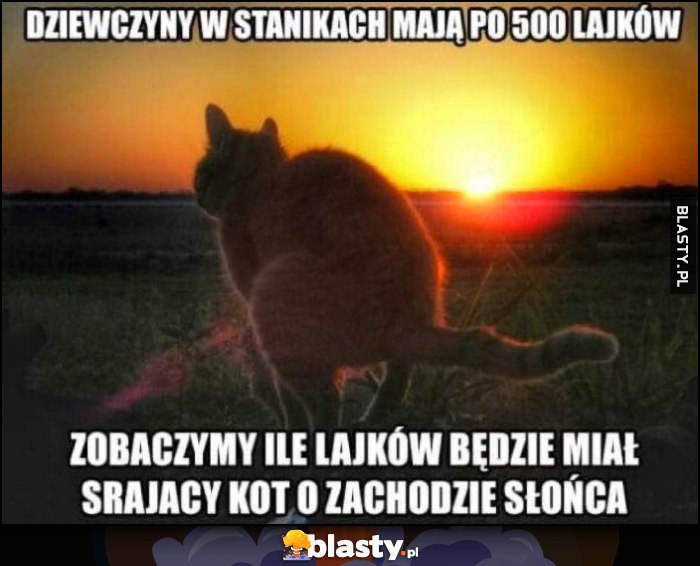 Dziewczyny w stanikach mają po 500 lajków, zobaczymy ile lajków będzie miał kot srający o zachodzie słońca