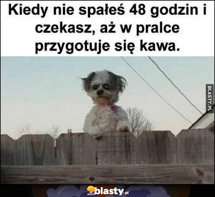 Kiedy nie spałeś 48 godzin i czekasz, aż w pralce przygotuje się kawa pies piesek