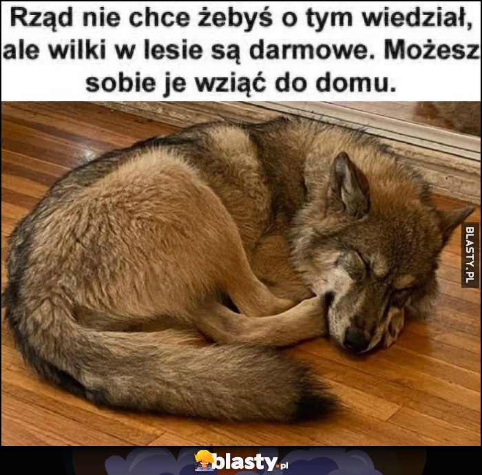 Rząd nie chce żebyś o tym wiedział, ale wilki w lesie są darmowe, możesz sobie je wziąć do domu
