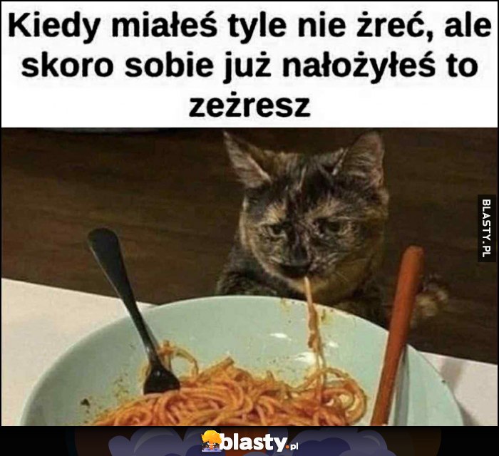 Kiedy miałeś tyle nie żreć, ale skoro sobie już nałożyłeś to zeżresz kot kotek je makaron
