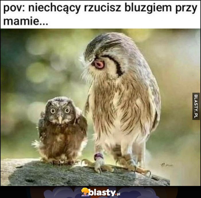 POV: niechcący rzucisz bluzgiem przy mamie sowa sówka