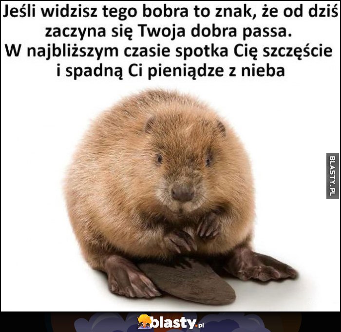 Jeśli widzisz tego bobra to znak, że od dziś zaczyna się Twoja dobra passa, w najbliższym czasie spotka Cię szczęście i spadną Ci pieniądze z nieba