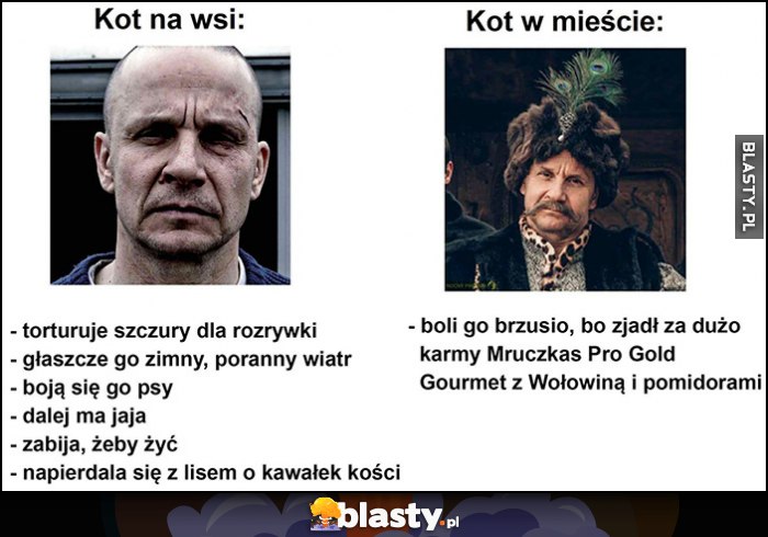 Kot na wsi vs kot w mieście porównanie serial 1670