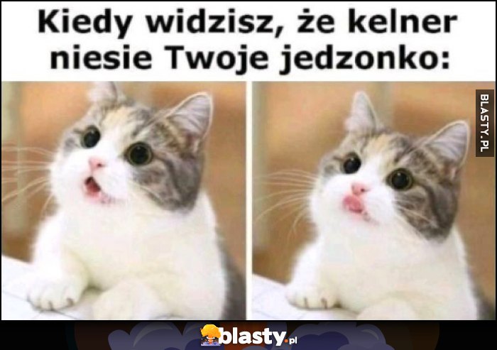 Kiedy widzisz, że kelner niesie Twoje jedzonko kot kotek reakcja