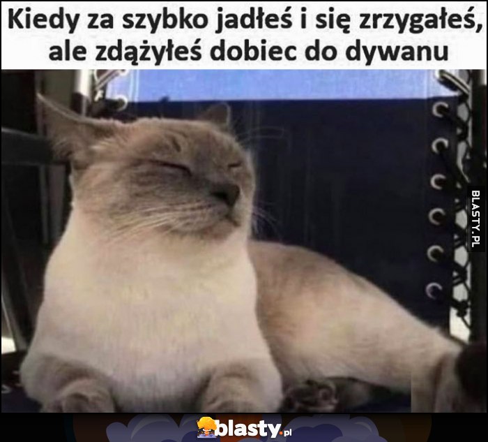 Kot kotek kiedy za szybko jadłeś i się zrzygałeś, ale zdążyłeś dobiec do dywanu