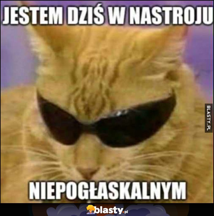 Kot kotek w okularach jestem dziś w nastroju niepogłaskanym