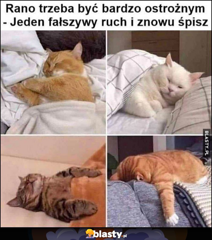 Rano trzeba być bardzo ostrożnym - jeden fałszywy ruch i znowu śpisz koty kotki