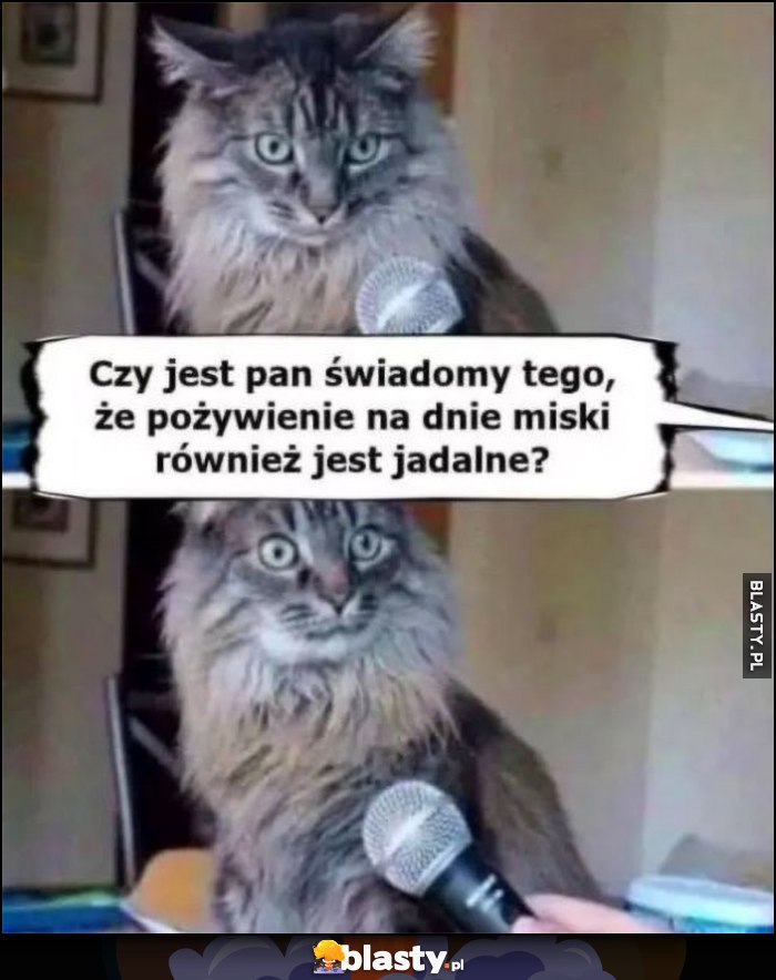 Kot kotek: czy jest pan świadomy tego, że pozywienie na dnie miski również jest jadalne?