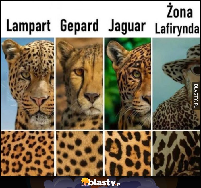 Lampart Gepard Jaguar Żona Lafirynda Kiler