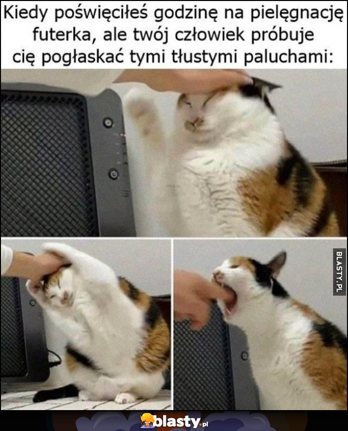 Kiedy poświęciłeś godzinę na pielęgnację futerka, ale twój człowiek próbuje cię pogłaskać tymi tłustymi paluchami kot kotek