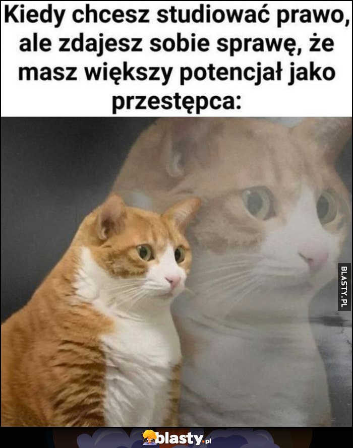 Kot kotek kiedy chcesz studiować prawo, ale zdajesz sobie sprawę, że masz większy potencjał jako przestępca