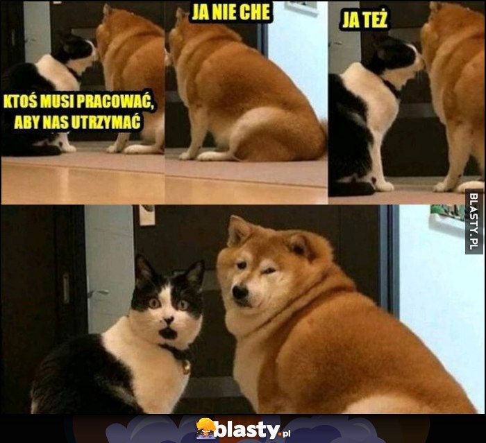 Ktoś musi pracować, aby nas utrzymać, pies: ja nie chcę, kot: ja też, patrzą na pana właściciela