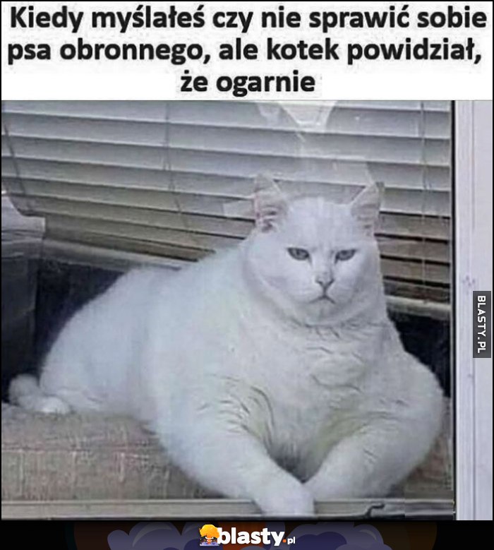 Kiedy myślałeś czy nie sprawić sobie psa obronnego, ale kotek powiedział, że ogarnie przypakowany