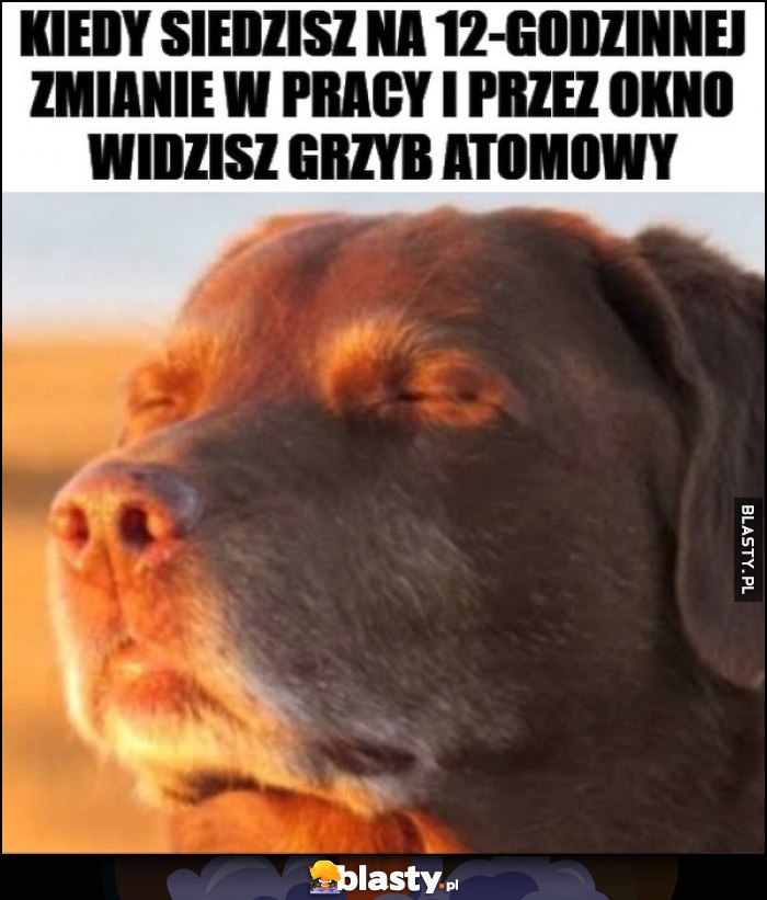 Kiedy siedzisz na 12-godzinnej zmianie w pracy i przez okno widzisz grzyb atomowy pies piesek