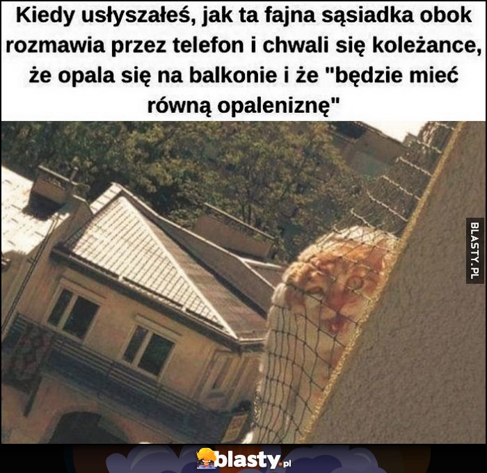 Kot kotek kiedy usłyszałeś że sąsiadka opala się na balkonie