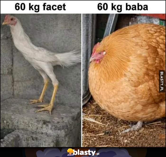 60 kg facet kogucik vs 60 kg baba gruba kura