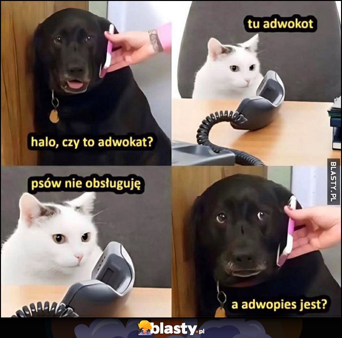 Halo czy to adwokat, tu adwokot, psów nie obsługuję, a adwopies jest?