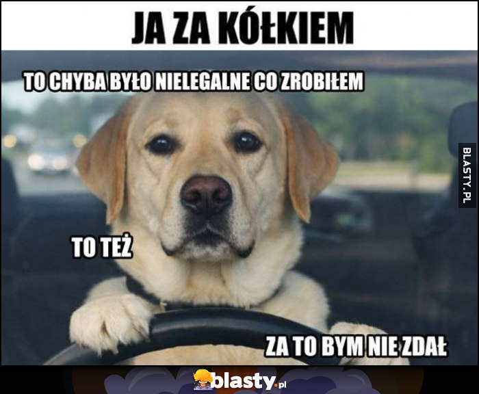 Ja za kółkiem: to chyba było nielegalne co zrobiłem, to też, za to bym nie zdał pies piesek kierowca