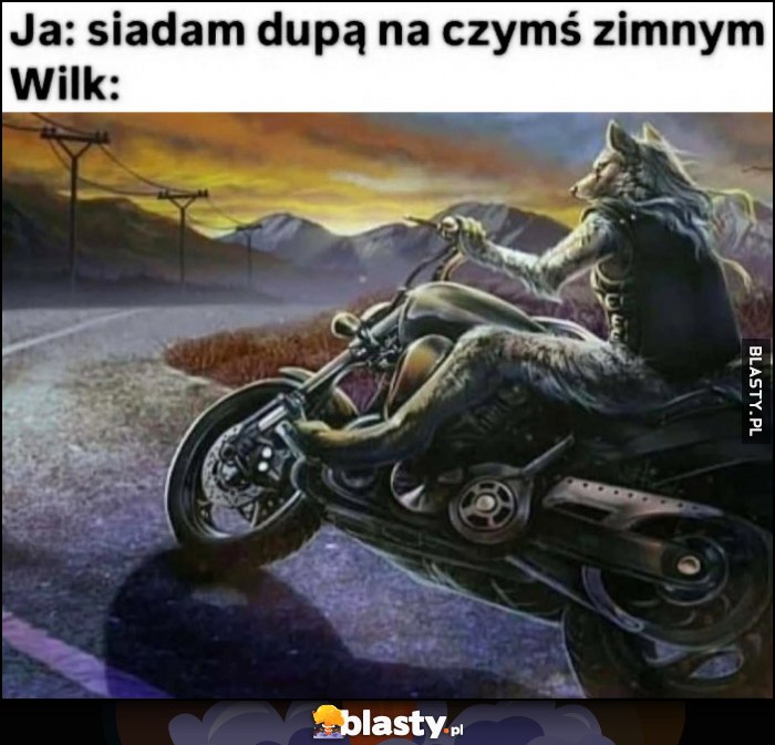 Ja: siadam dupą na czymś zimnym, Wilk: jedzie