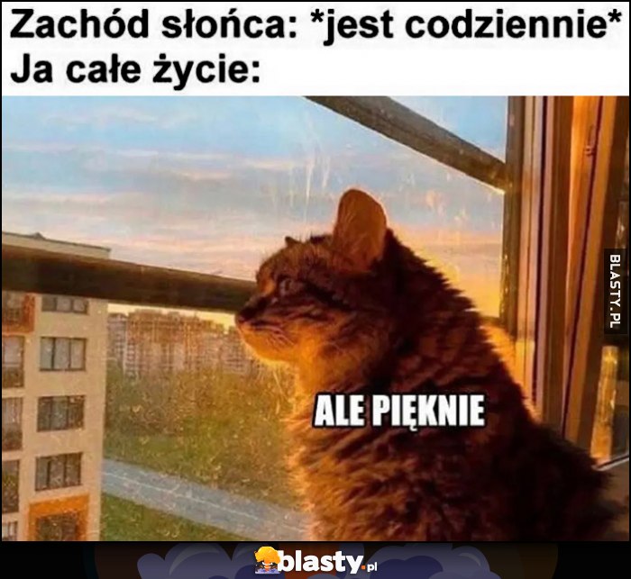 Zachód słońca: jest codziennie, ja całe życie: ale pięknie kot kotek