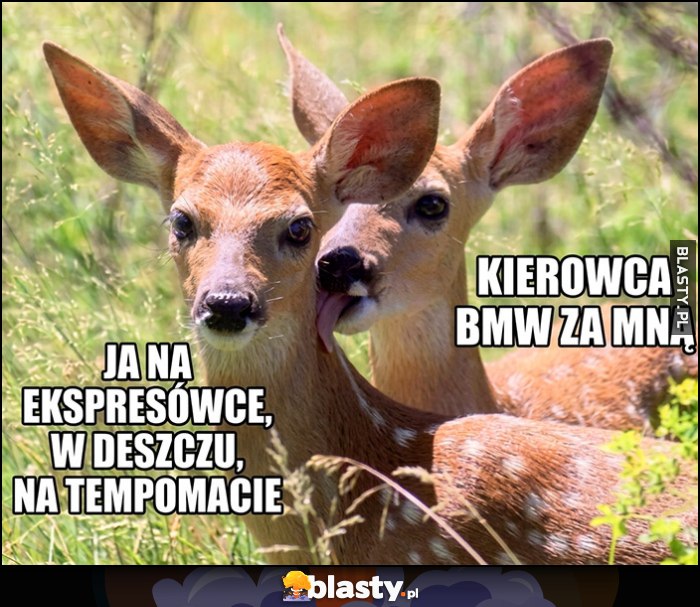 Ja na ekspresówce w deszczu na tempomacie vs kierowca BMW za mną sarny sarenki