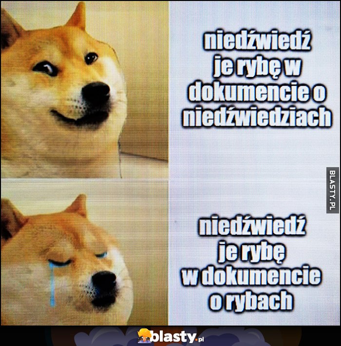 Niedźwiedź je rybę w dokumencie o niedźwiedziach vs niedźwiedź je rybę w dokumencie o rybach pies pieseł doge