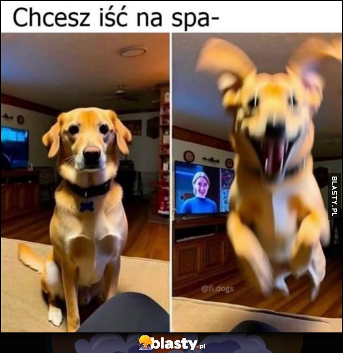 Chcesz iść na spacer? Reakcja psa