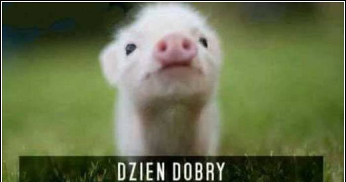 Dzień Dobry Kocham Cię Memy Gify I śmieszne Obrazki Facebook