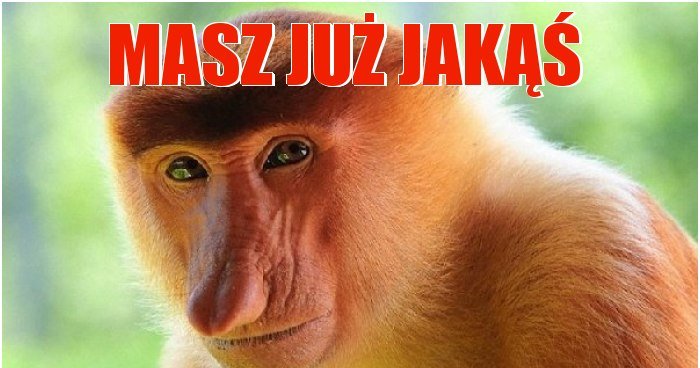 Masz już jakąś memy, gify i śmieszne obrazki facebook, tapety ...