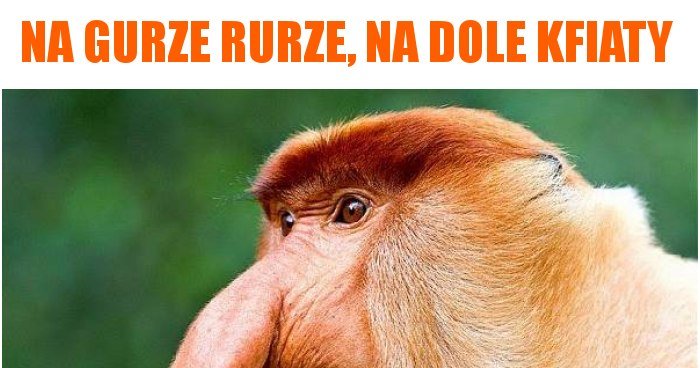 Na Górze Róże Na Dole Memy