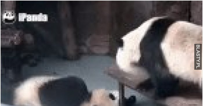Panda troll memy, gify i śmieszne obrazki facebook, tapety ...