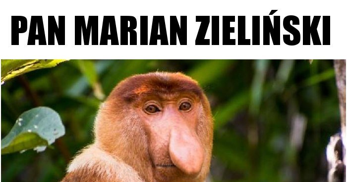 Pan marian zieliński memy, gify i śmieszne obrazki facebook, tapety