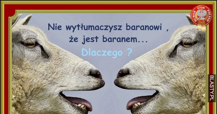 Baran memy, gify i śmieszne obrazki facebook, tapety, demotywatory zdjęcia