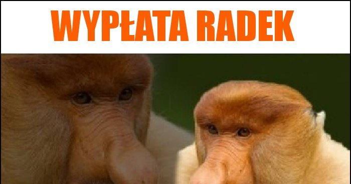 Wypłata Radek memy, gify i śmieszne obrazki facebook, tapety ...