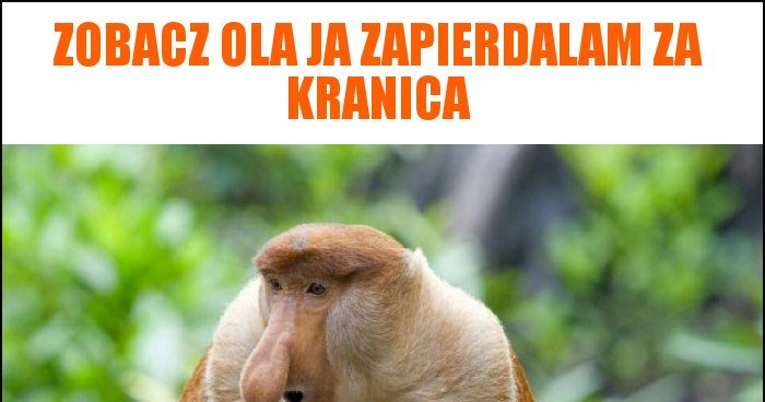 zobacz-ola-ja-zapierdalam-za-kranica-memy-gify-i-mieszne-obrazki