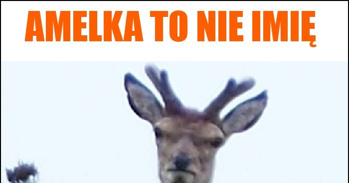 amelka-to-nie-imi-memy-gify-i-mieszne-obrazki-facebook-tapety