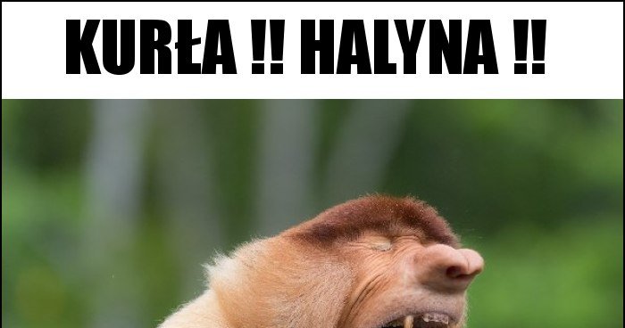 Kurła !! Halyna !! memy, gify i śmieszne obrazki facebook, tapety ...