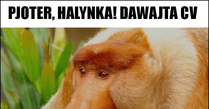 PJOTER, HALYNKA! DAWAJTA CV memy, gify i śmieszne obrazki facebook ...
