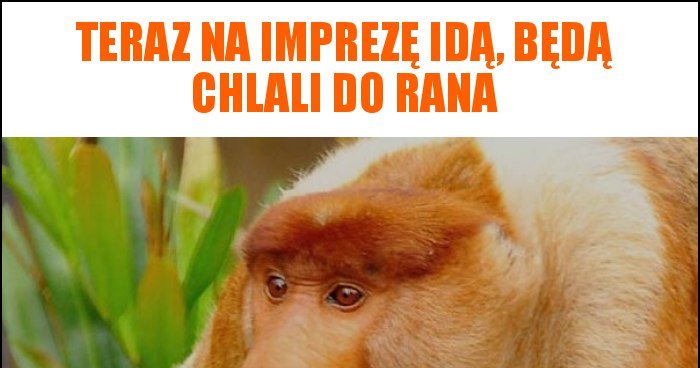 Teraz na imprezę idą, będą chlali do rana memy, gify i śmieszne obrazki ...