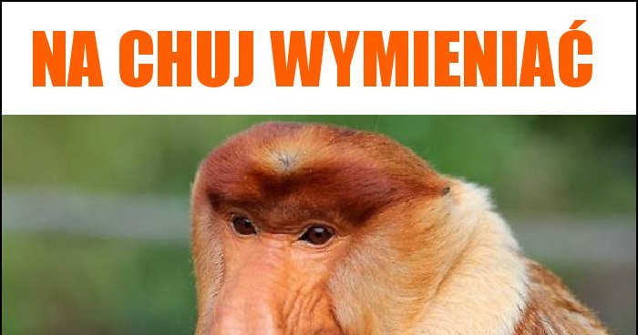 na chuj wymieniać memy, gify i śmieszne obrazki facebook, tapety