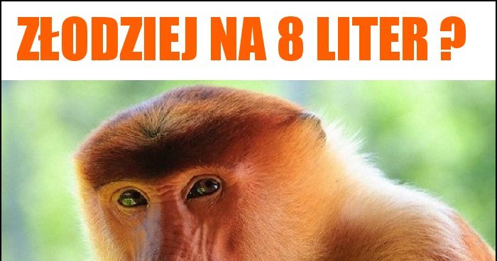 Złodziej na 8 liter ? memy, gify i śmieszne obrazki facebook, tapety